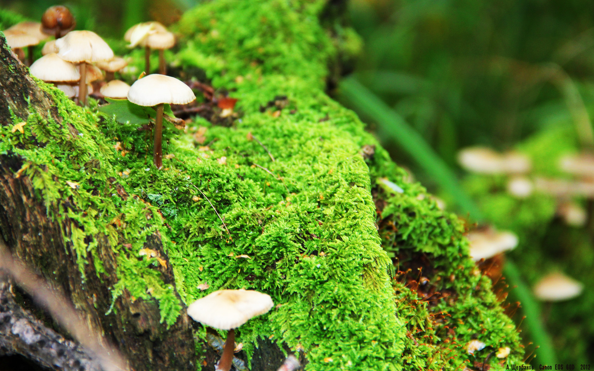 维也纳之夜，伦敦之光，马丁内利如何以一己之力重新定义统治力